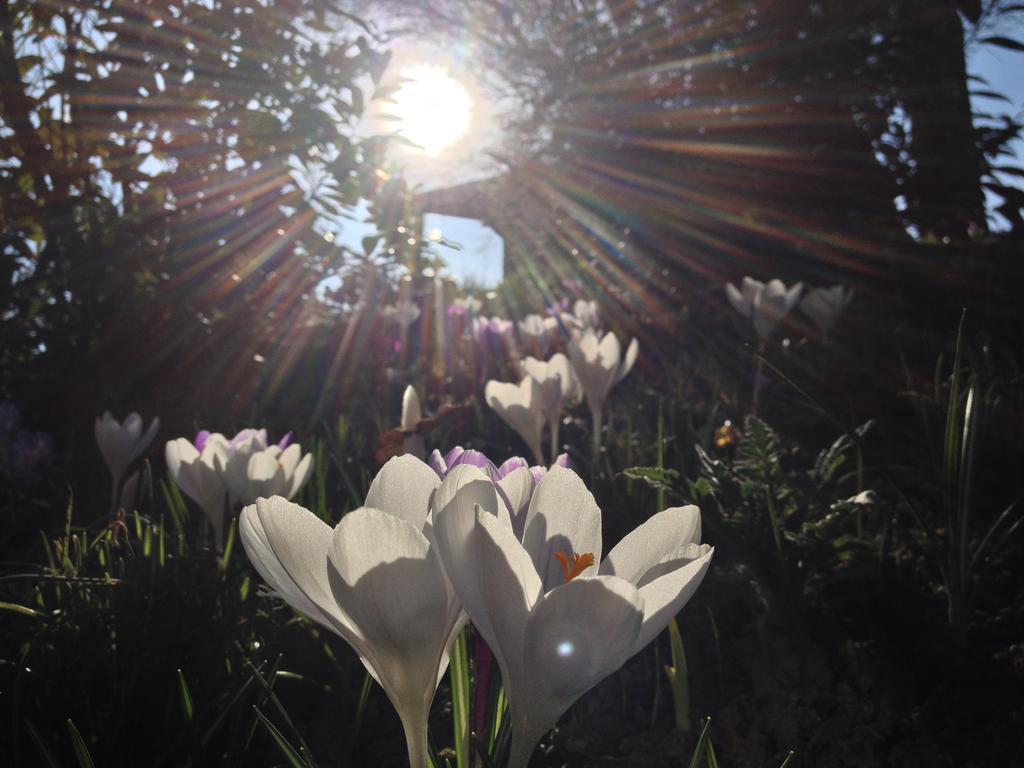 Ferienwohnungen Heideidylle Amelinghausen Exteriér fotografie