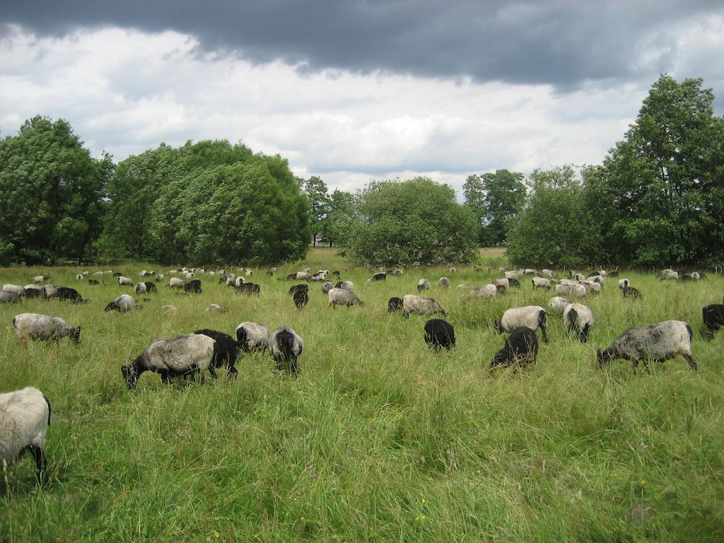 Ferienwohnungen Heideidylle Amelinghausen Exteriér fotografie