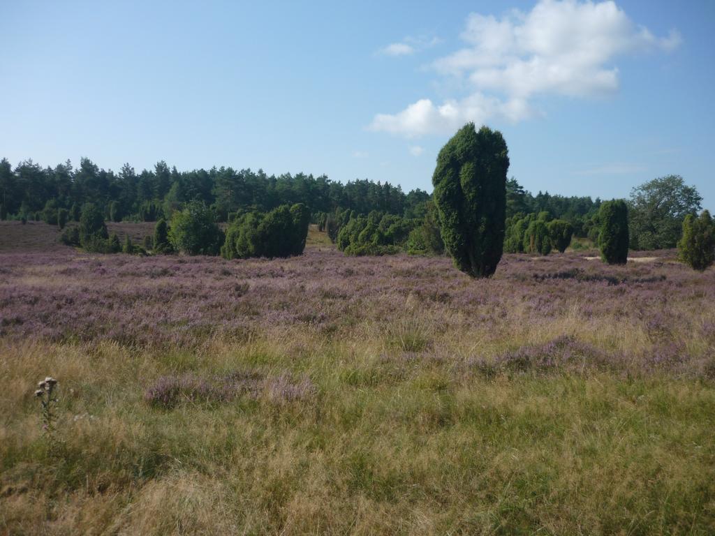 Ferienwohnungen Heideidylle Amelinghausen Exteriér fotografie